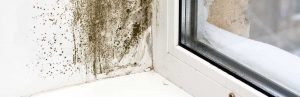 Cleveland Inspections Mold
